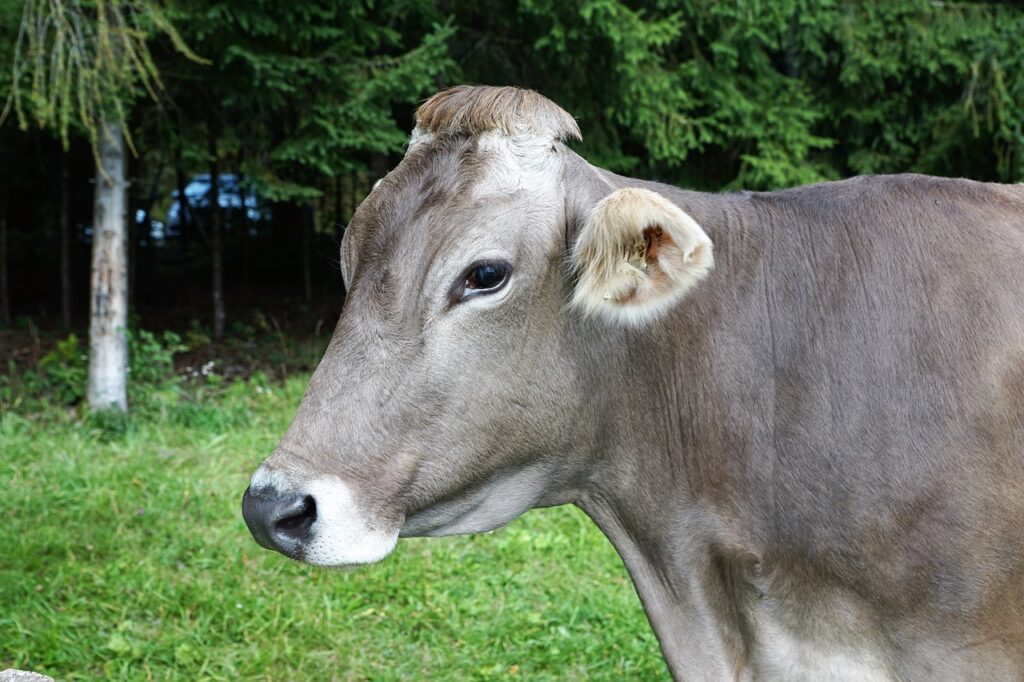 Raw milk producing cow.